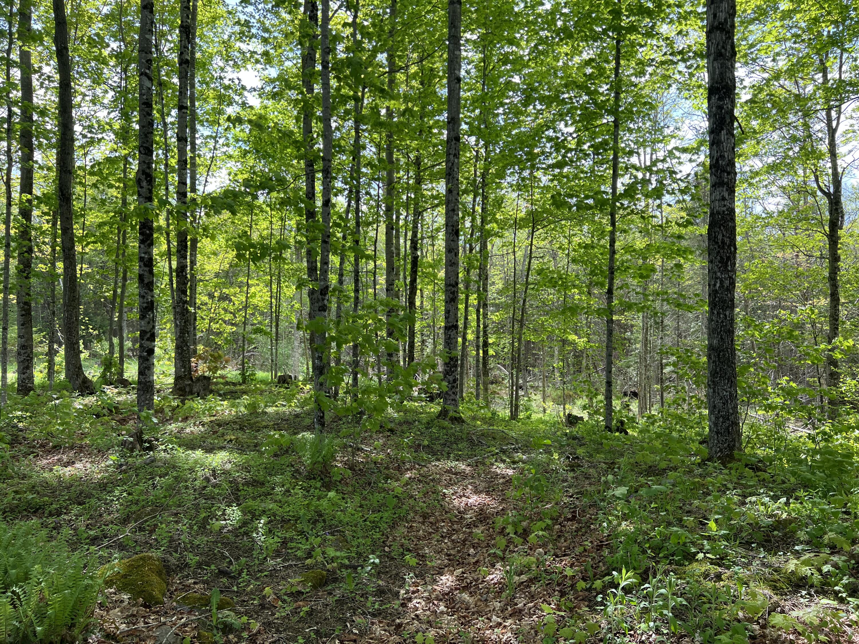 142 Palmer Road Thorndike, ME 04986 - Photo 78 of 101 IMG_4757