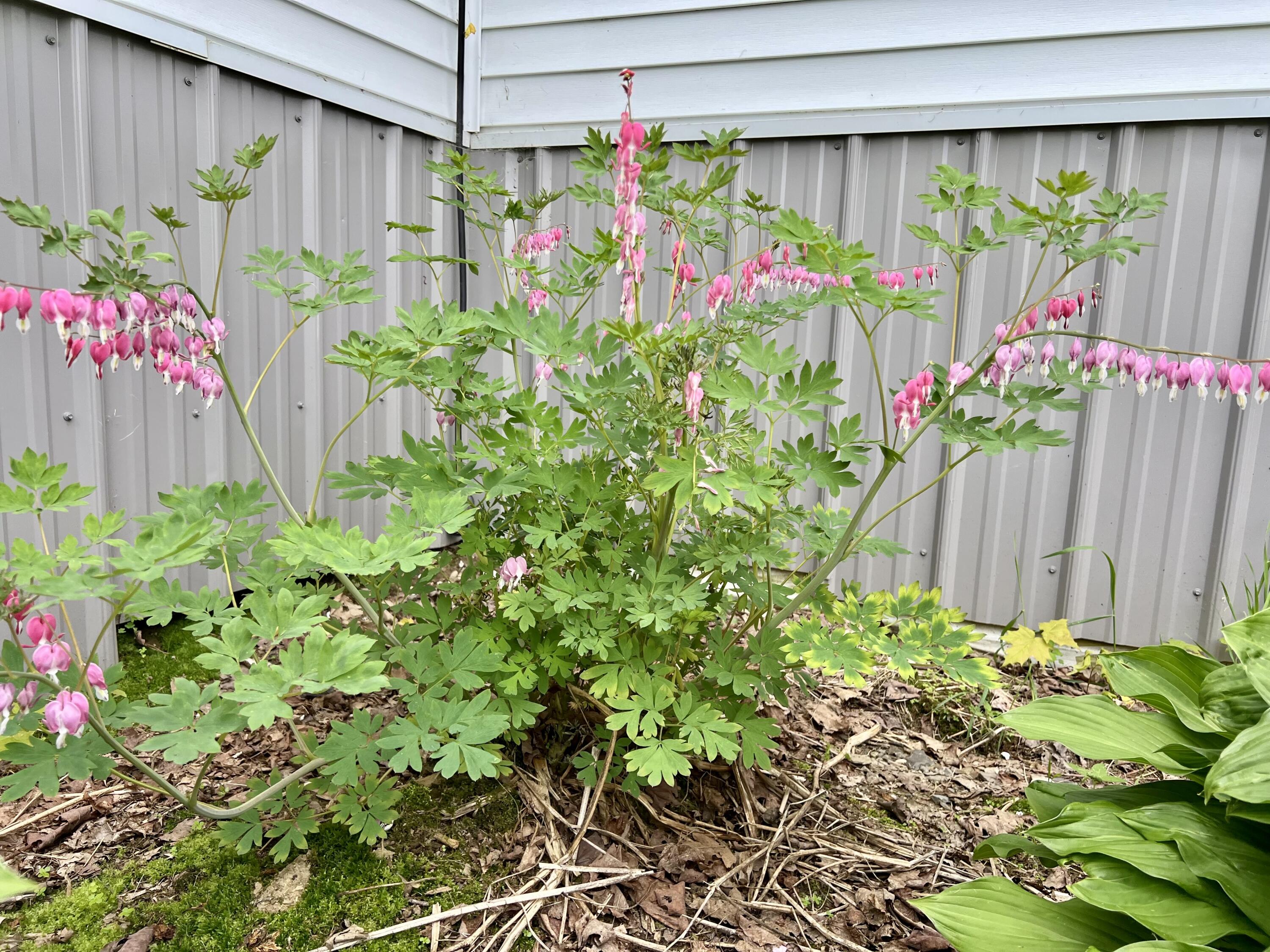 142 Palmer Road Thorndike, ME 04986 - Photo 81 of 101 IMG_5166