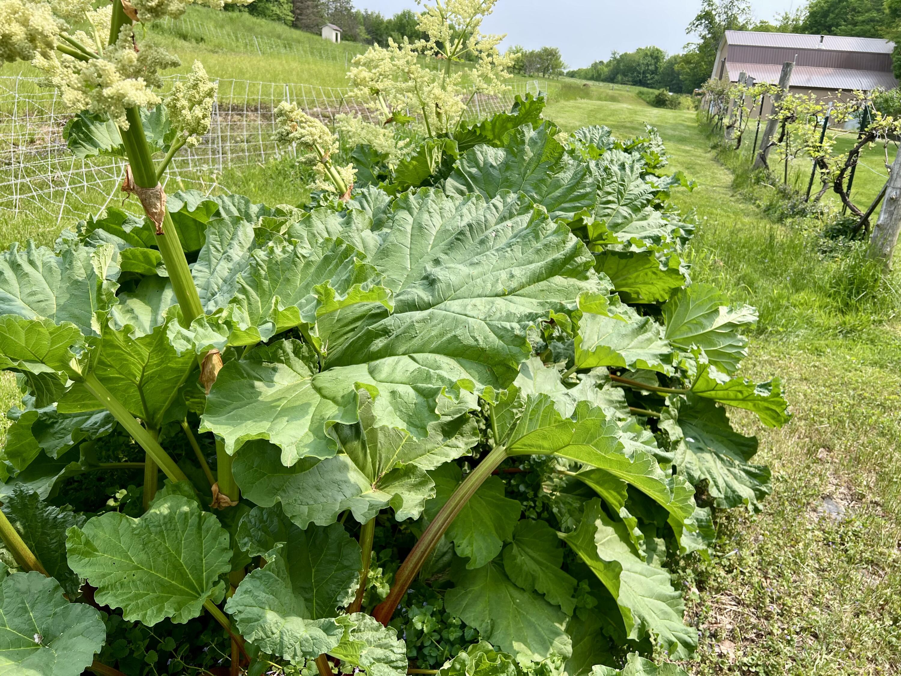 142 Palmer Road Thorndike, ME 04986 - Photo 83 of 101 IMG_5163