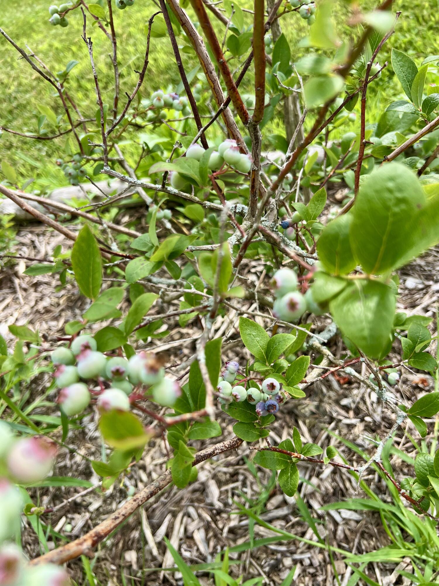 142 Palmer Road Thorndike, ME 04986 - Photo 86 of 101 IMG_5660