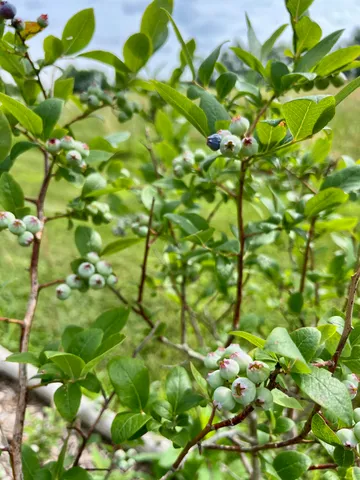 $325,000 | 142 Palmer Road, Thorndike, ME 04986