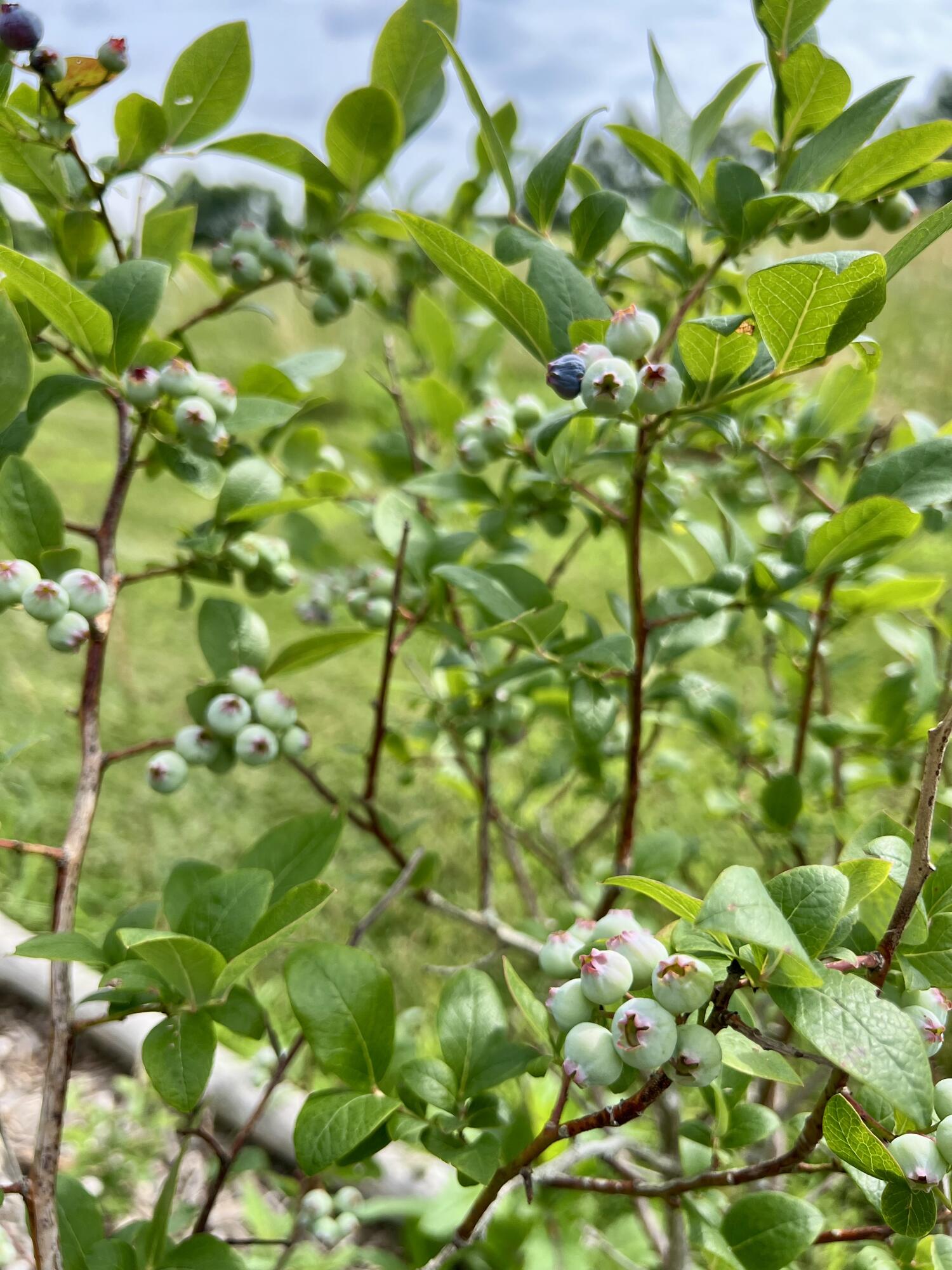 142 Palmer Road Thorndike, ME 04986 - Photo 87 of 101 IMG_5659