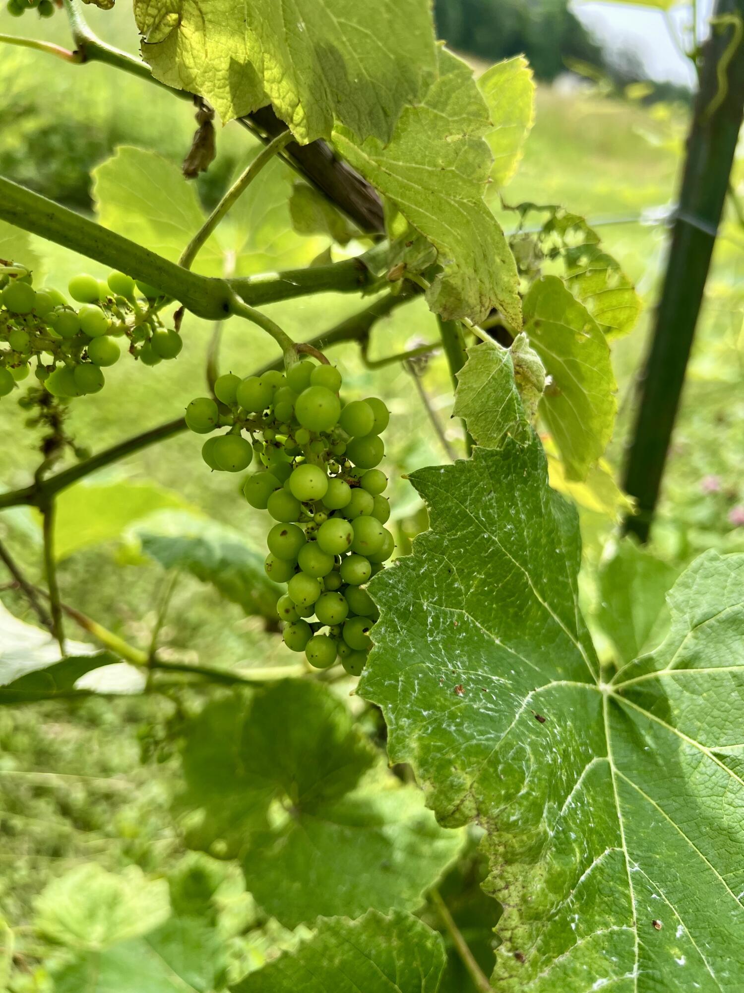 142 Palmer Road Thorndike, ME 04986 - Photo 88 of 101 IMG_5658