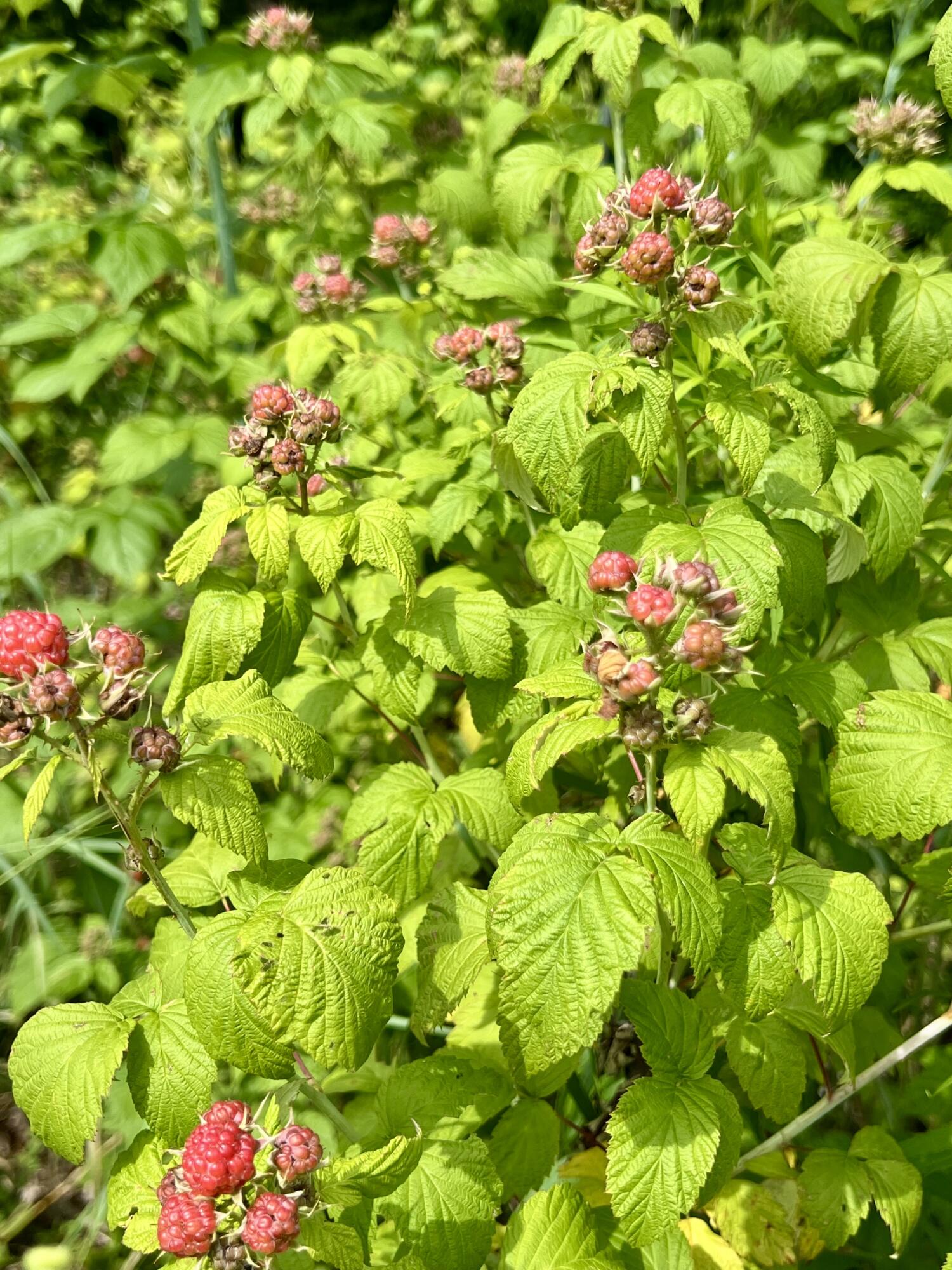 142 Palmer Road Thorndike, ME 04986 - Photo 92 of 101 IMG_5654