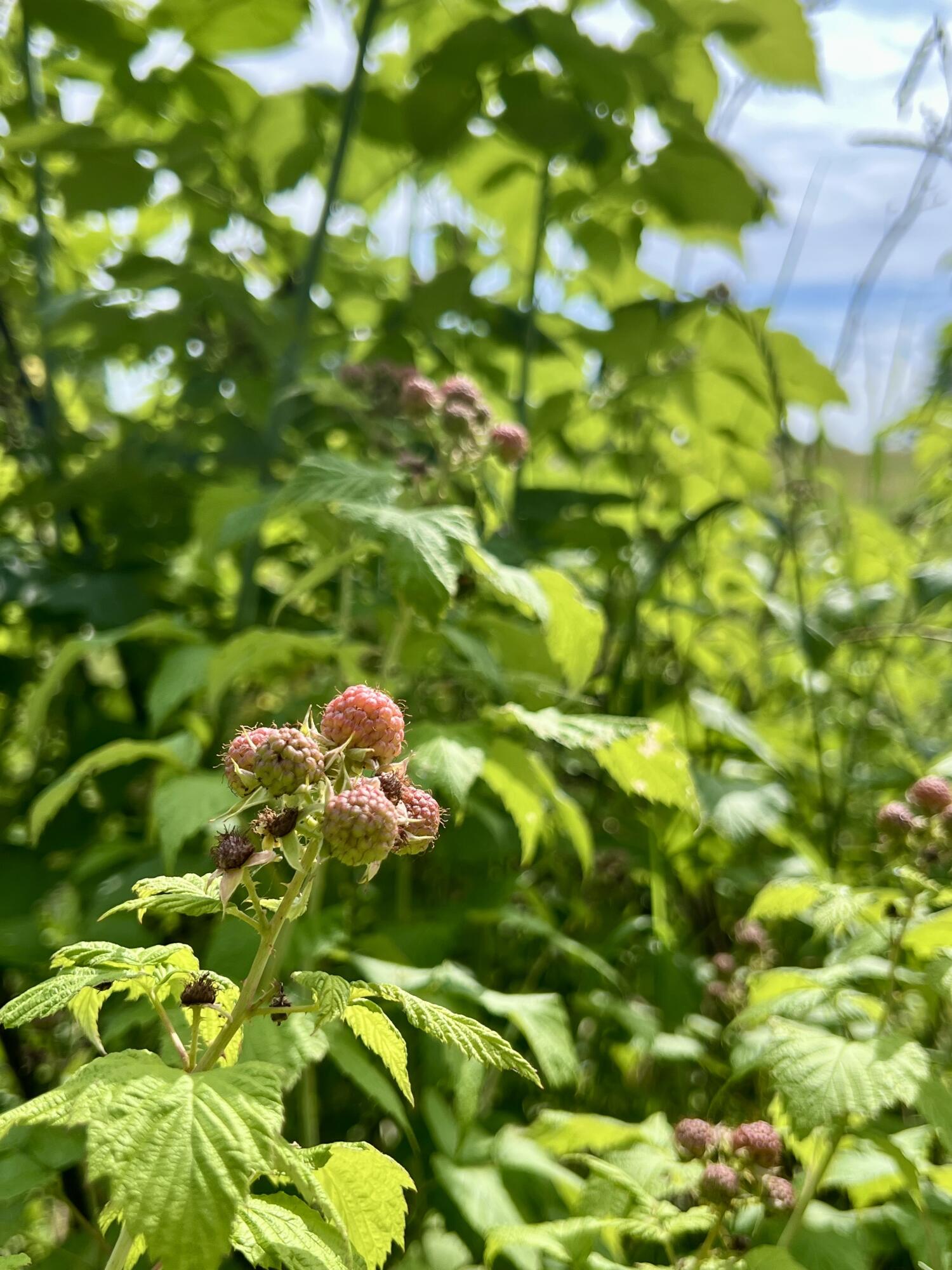 142 Palmer Road Thorndike, ME 04986 - Photo 93 of 101 IMG_5653