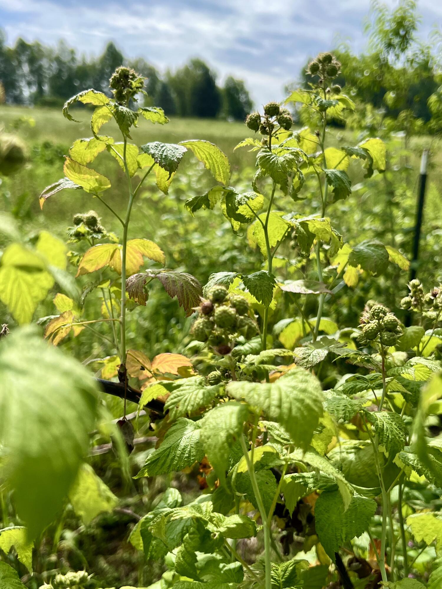142 Palmer Road Thorndike, ME 04986 - Photo 94 of 101 IMG_5652