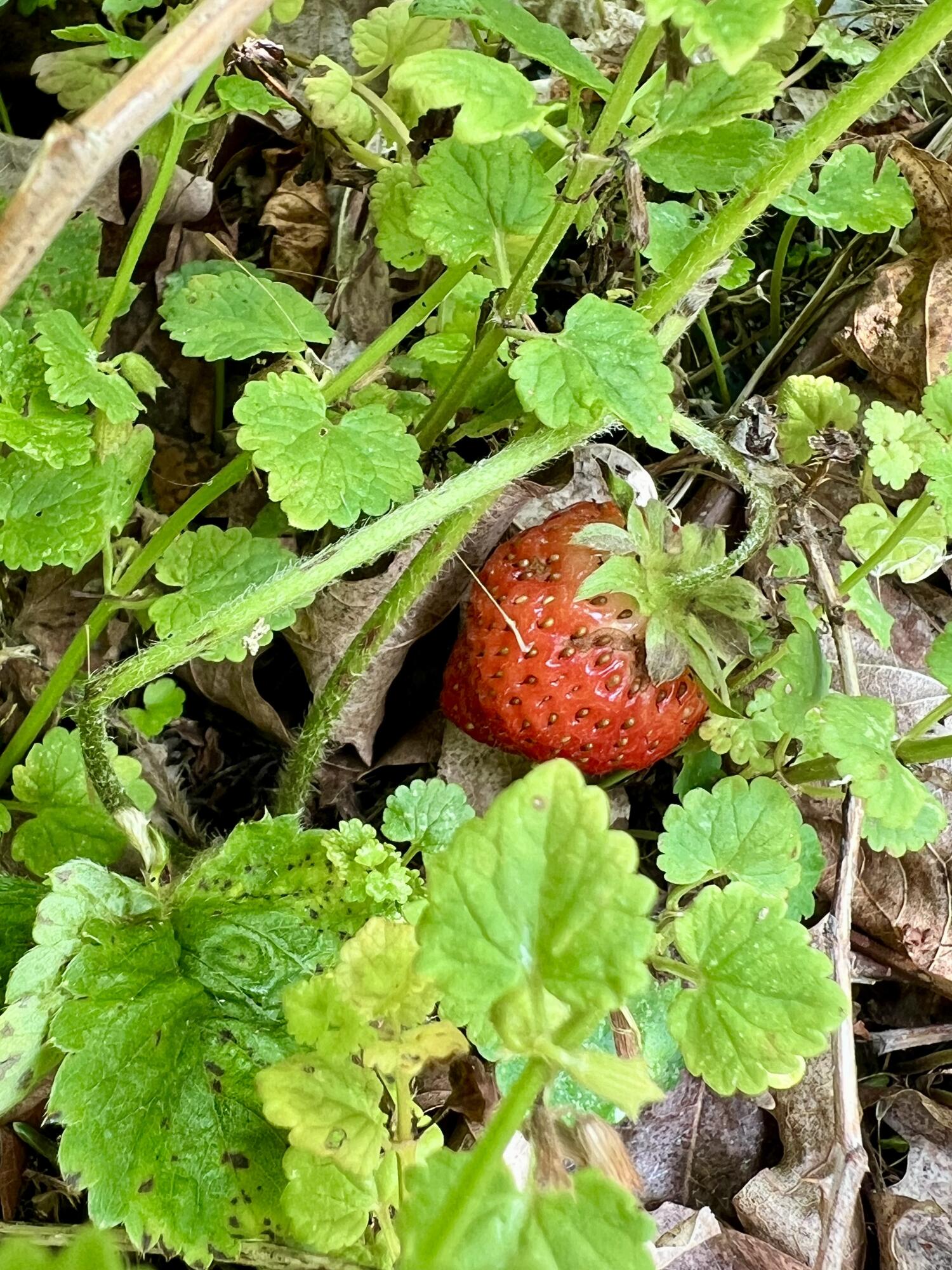 142 Palmer Road Thorndike, ME 04986 - Photo 95 of 101 IMG_5651