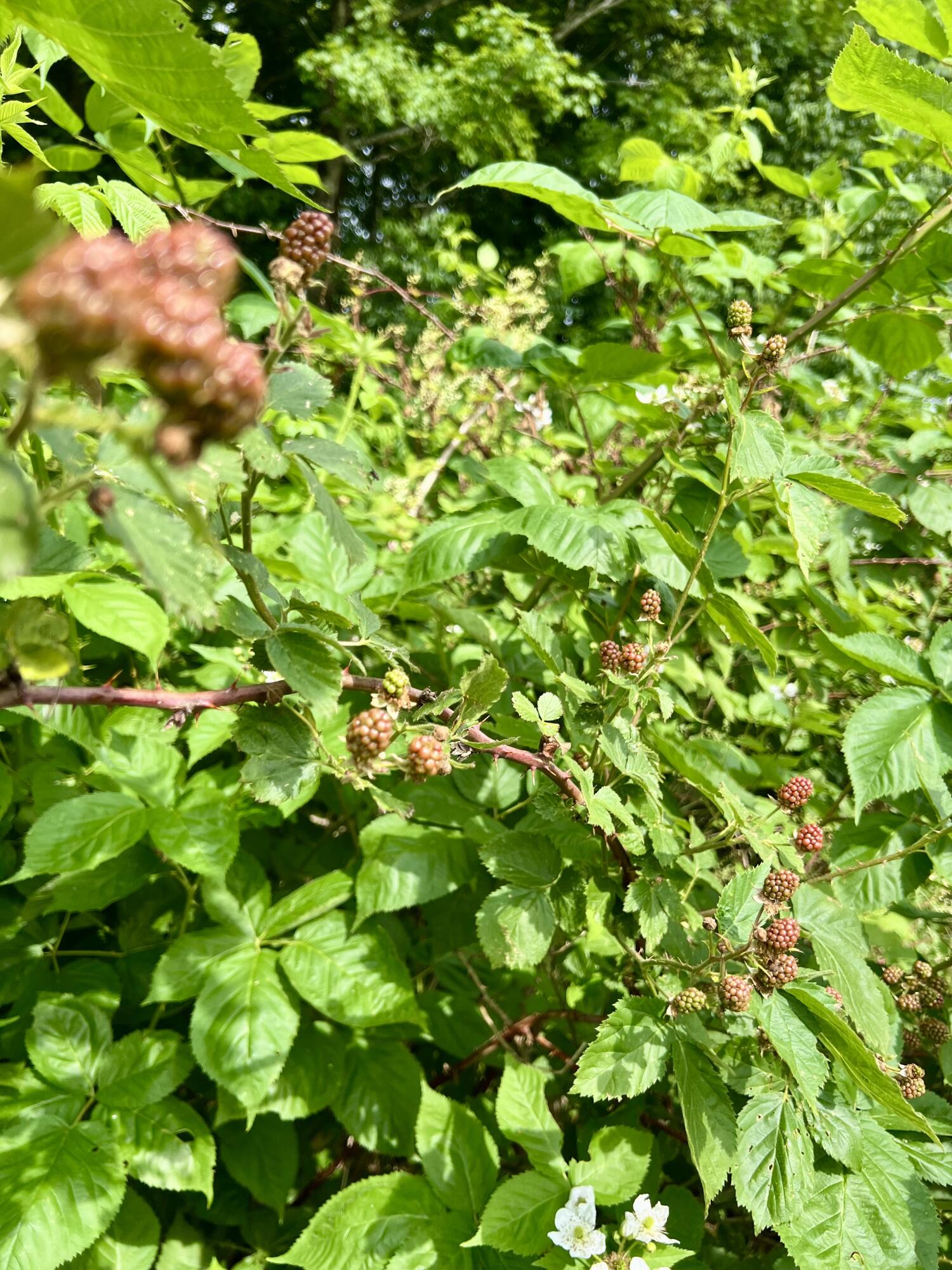 142 Palmer Road Thorndike, ME 04986 - Photo 96 of 101 IMG_5650