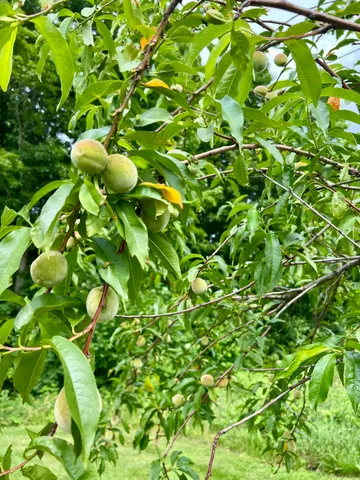 $325,000 | 142 Palmer Road, Thorndike, ME 04986