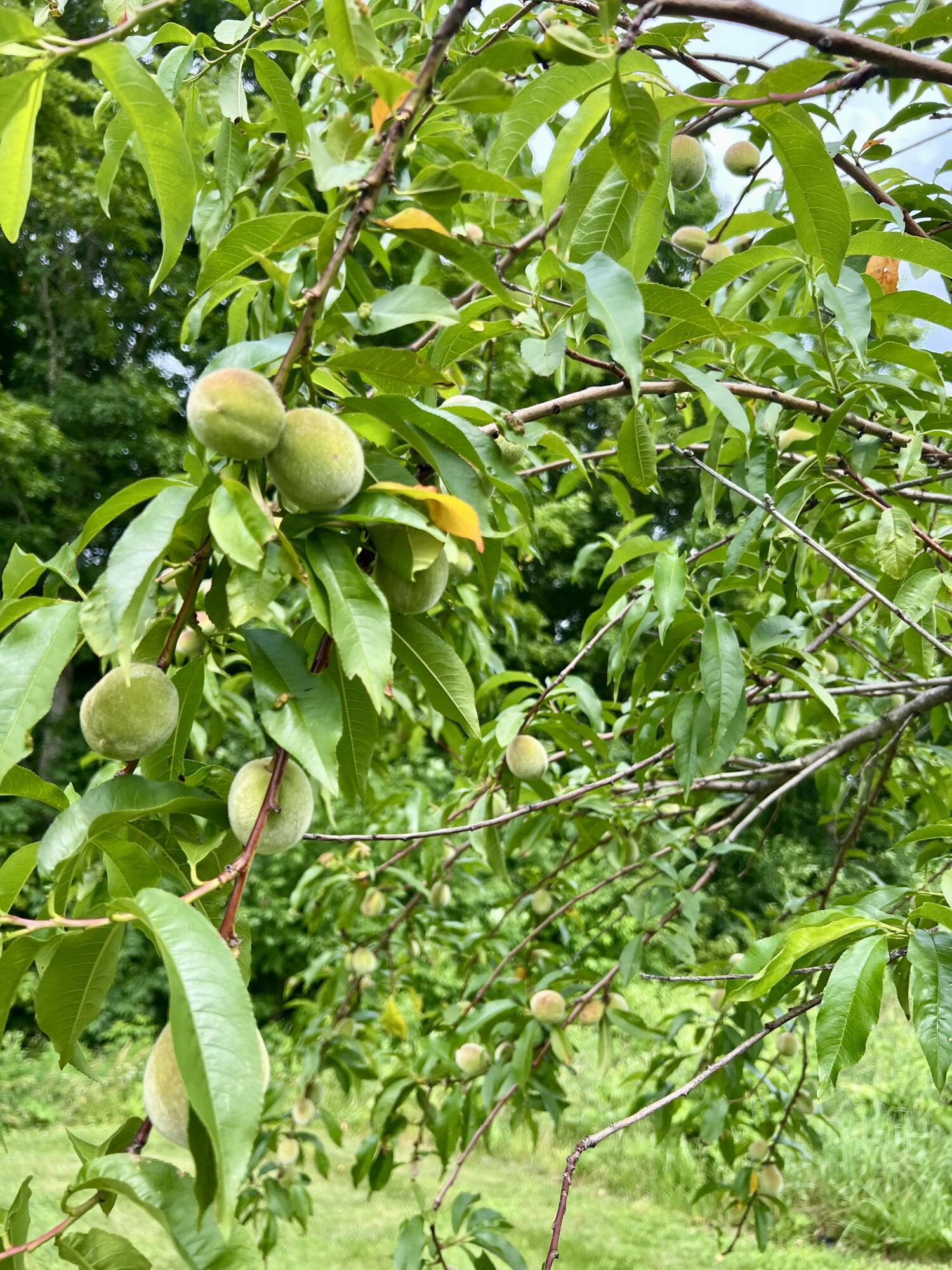 142 Palmer Road Thorndike, ME 04986 - Photo 97 of 101 IMG_5649