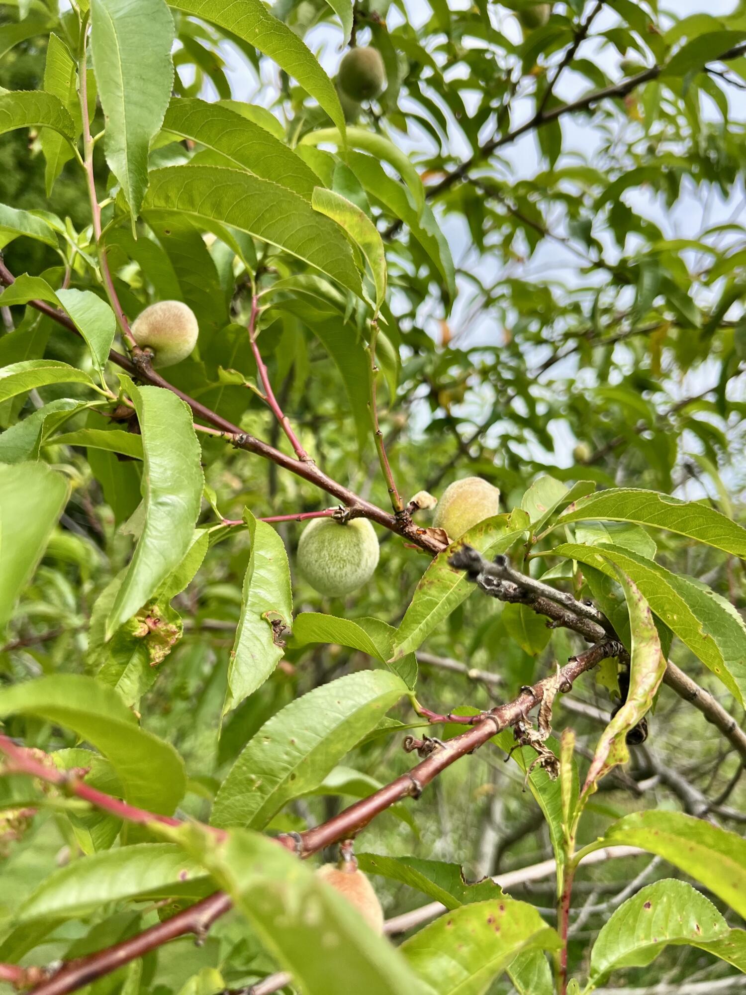 142 Palmer Road Thorndike, ME 04986 - Photo 98 of 101 IMG_5648