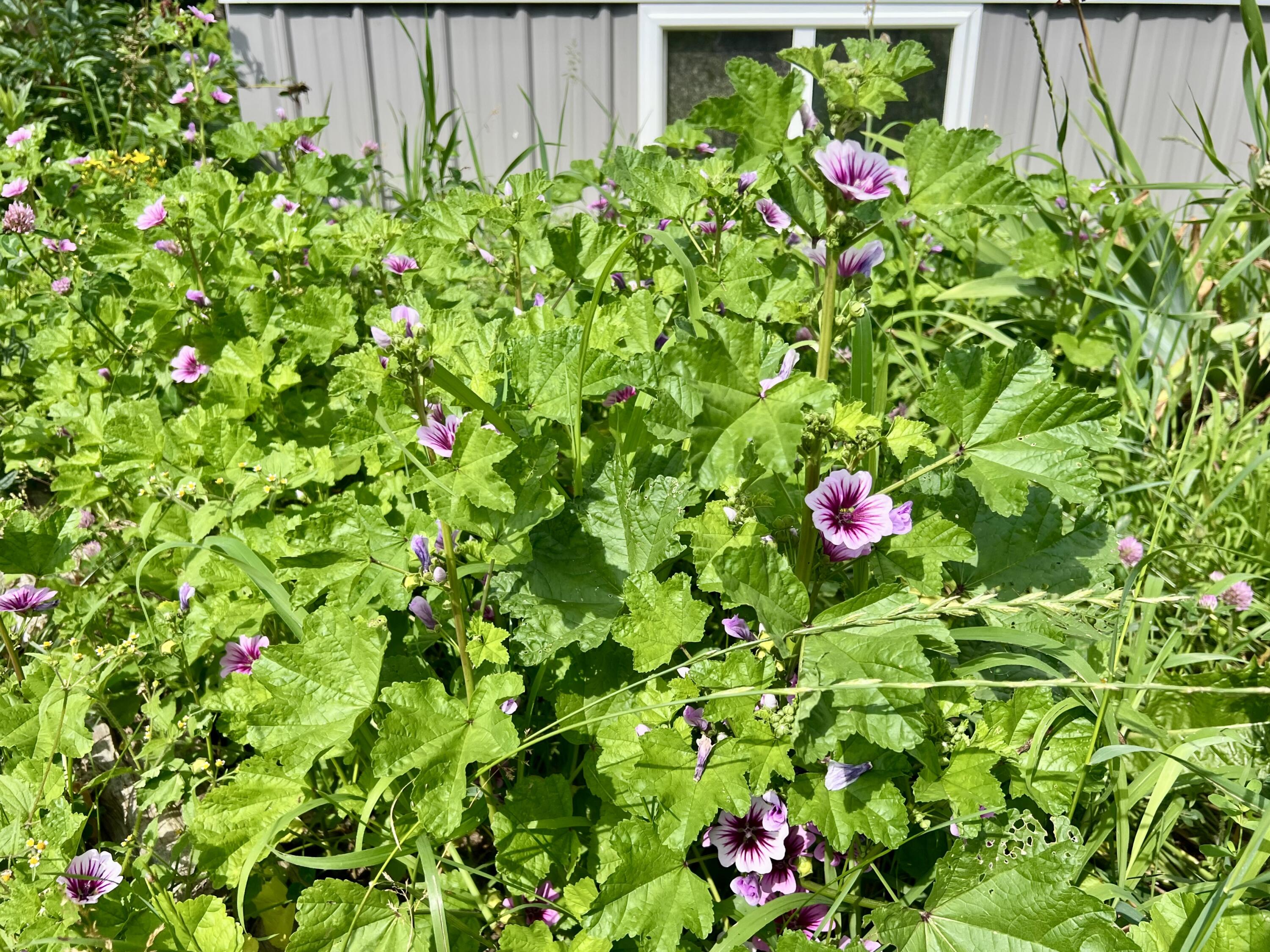 142 Palmer Road Thorndike, ME 04986 - Photo 99 of 101 IMG_5647