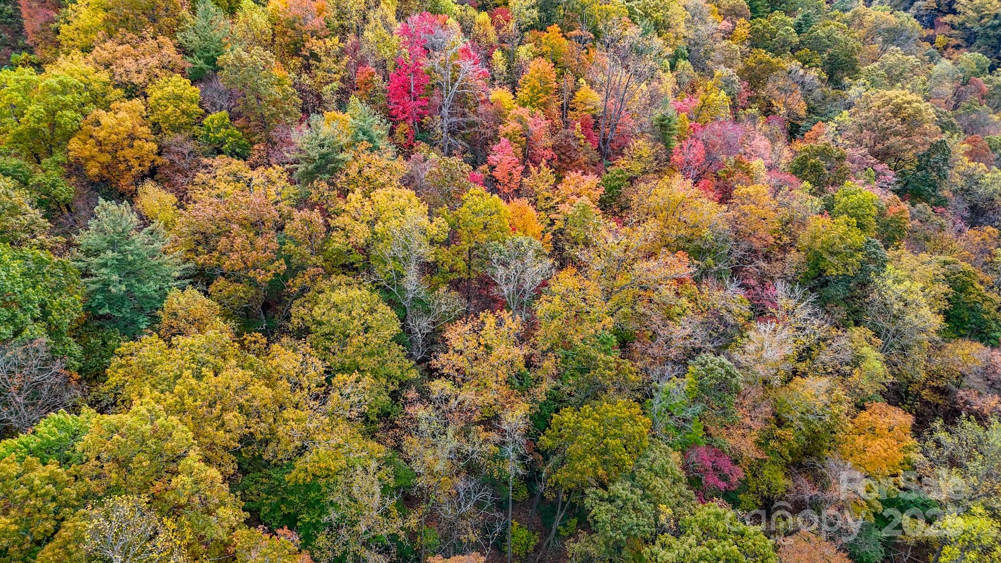 0 Roca Vista Drive, Unit 534 Lenoir, NC 28645 - Photo 11 of 24 a close up of a tree