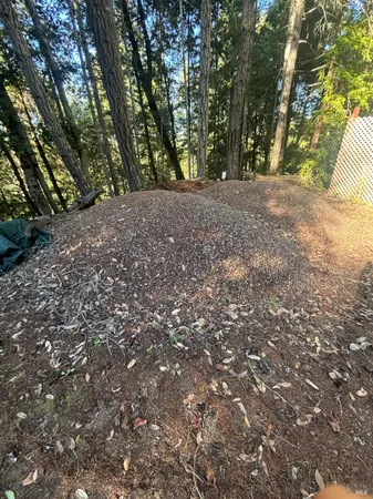 a view of a yard with a tree