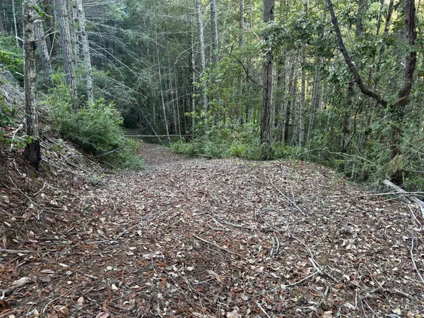 a view of a pathway both side of yard