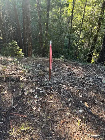 a flag is sitting in the middle of forest