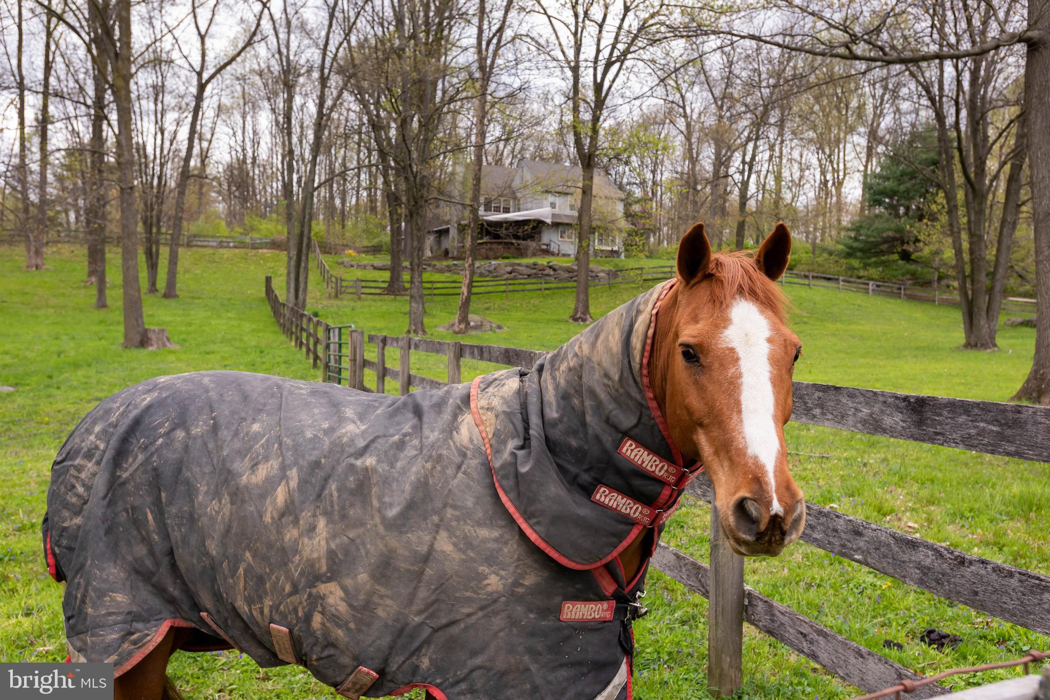 1451 Hilltop Road Spring City, PA 19475 - Photo 40 of 99 Horse in Side Pasture -Horse Not included