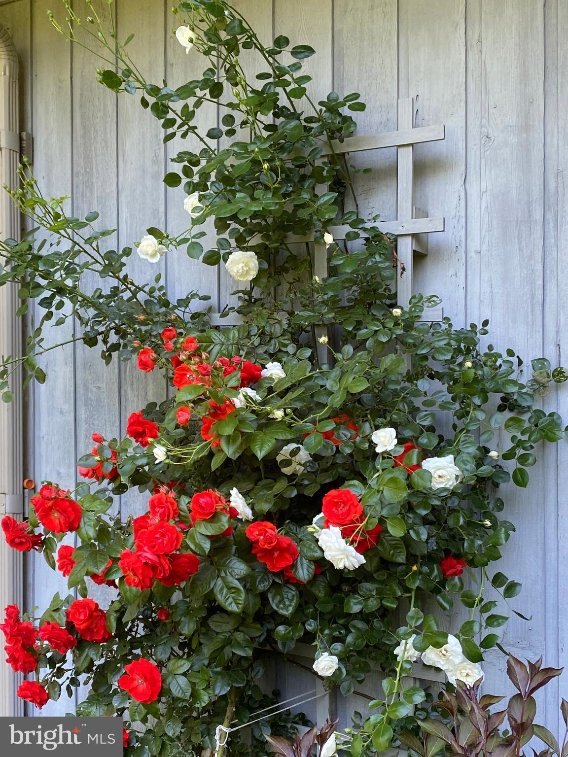 1451 Hilltop Road Spring City, PA 19475 - Photo 83 of 99 Roses 01