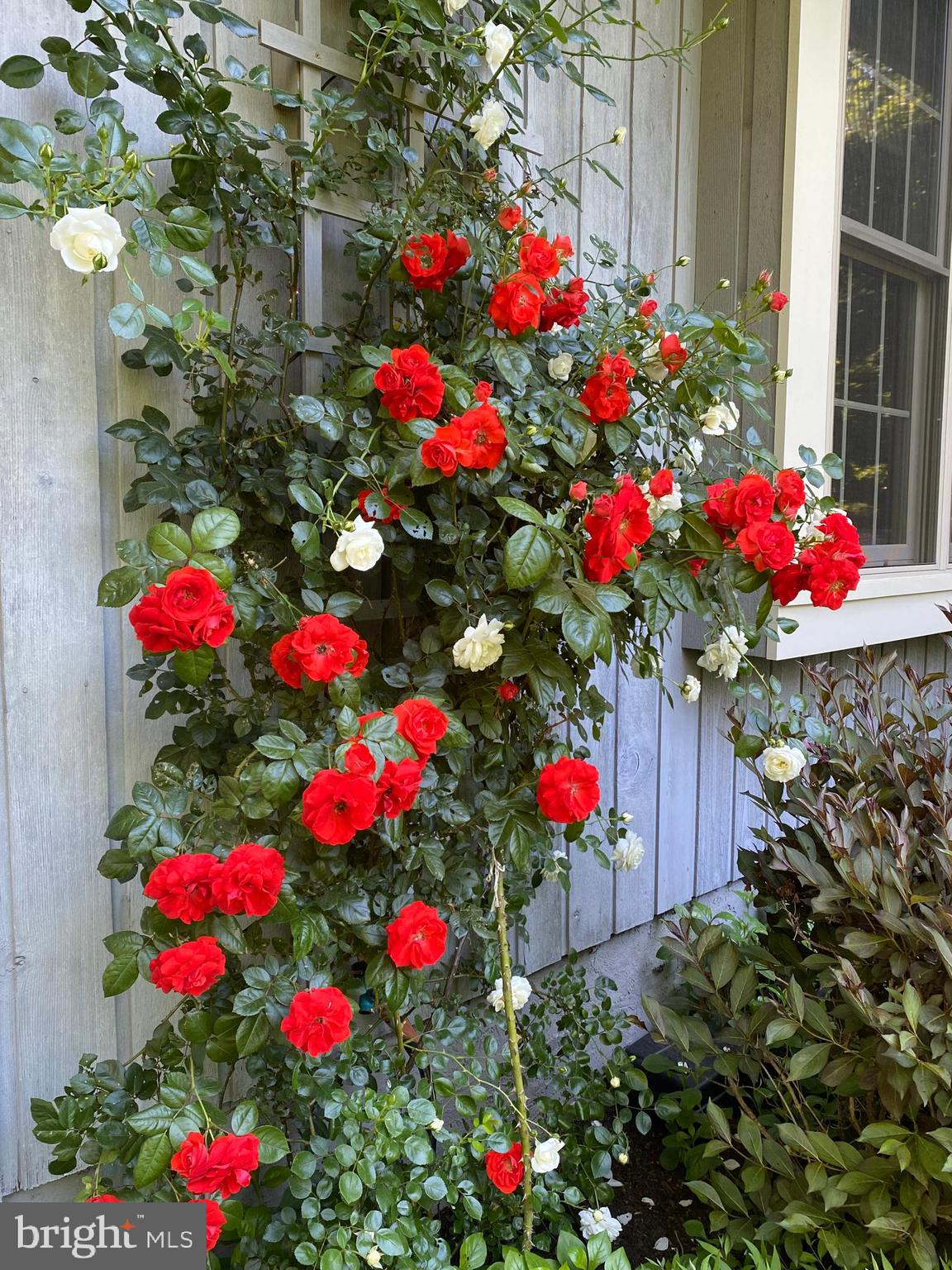 1451 Hilltop Road Spring City, PA 19475 - Photo 84 of 99 Roses 02