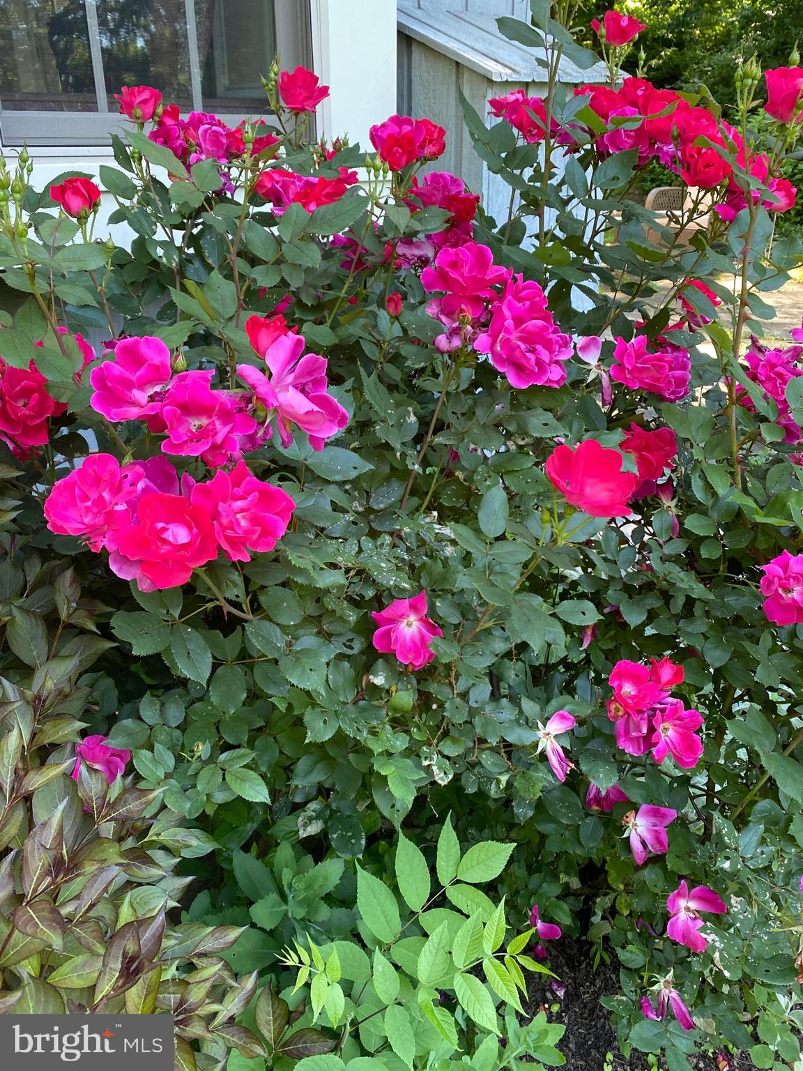 1451 Hilltop Road Spring City, PA 19475 - Photo 85 of 99 Roses 03