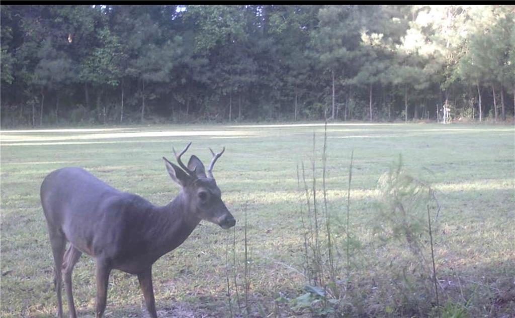 41245 West Yellow Water Road Hammond, LA 70403 - Photo 19 of 20 Gallery Image 19