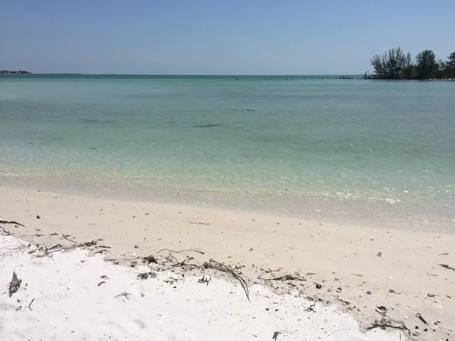 a view of a dry yard