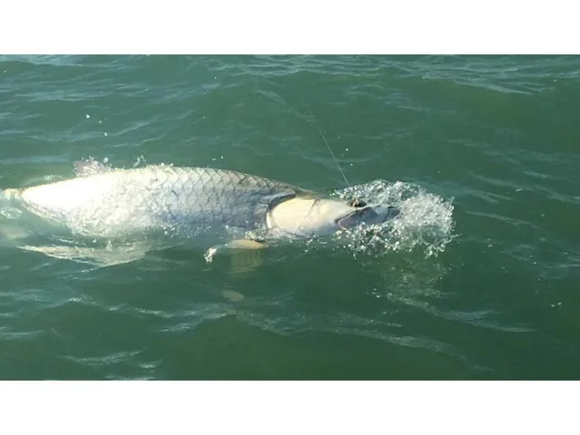 a black and white photo of a lake