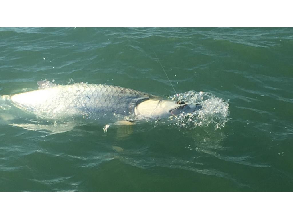 147 Capri Boulevard Naples, FL 34113 - Photo 20 of 21 a black and white photo of a lake