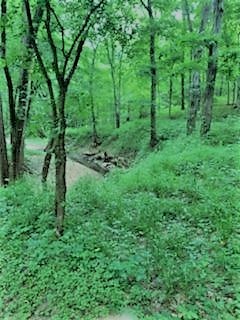 351 Dean Road Clarksville, TN 37040 - Photo 20 of 39 a view of a lush green forest
