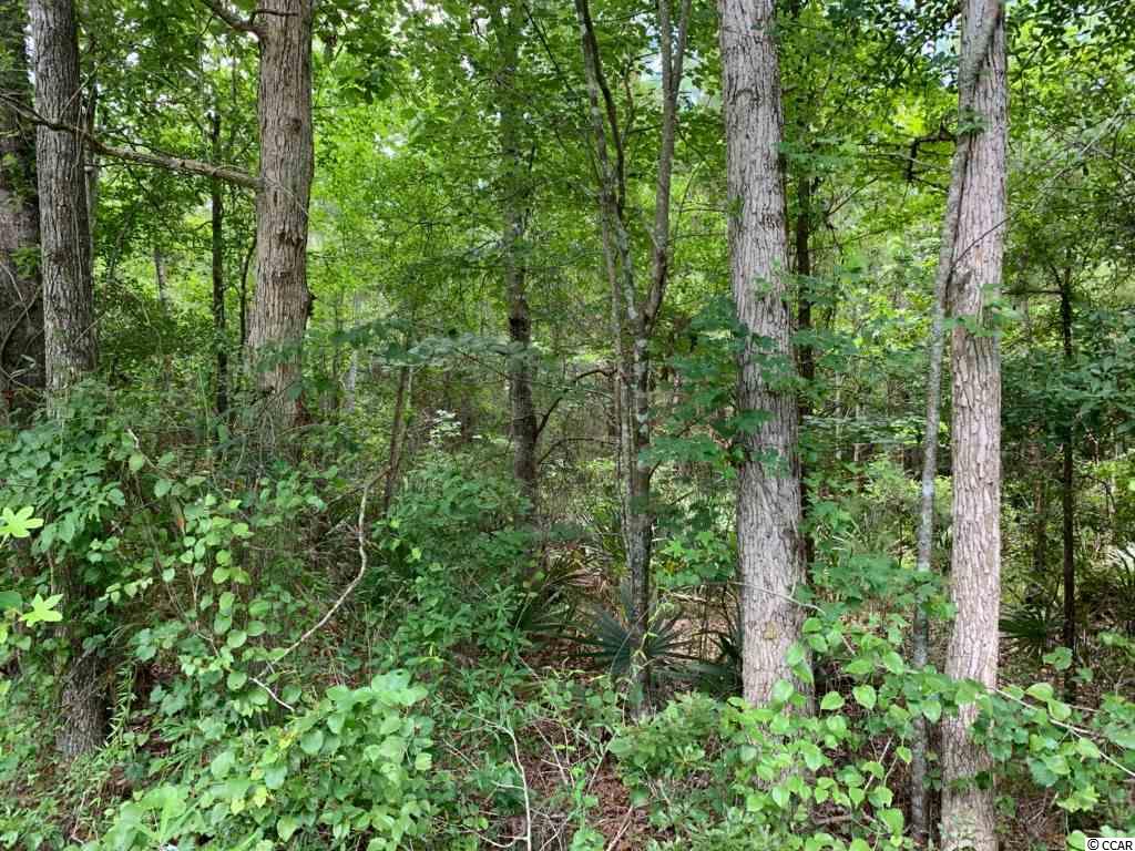11-ac 11-ac County Line Road Hemingway, SC 29554 - Photo 1 of 3