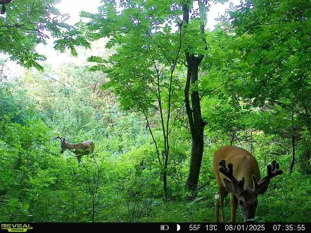 $177,500 | 17.75-acres County Rd G, Oxford, WI 53952