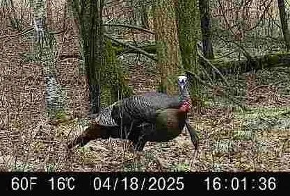 $177,500 | 17.75-acres County Rd G, Oxford, WI 53952