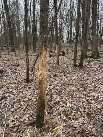 $177,500 | 17.75-acres County Rd G, Oxford, WI 53952