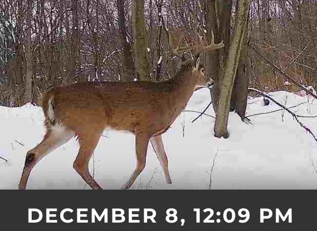 $177,500 | 17.75-acres County Rd G, Oxford, WI 53952