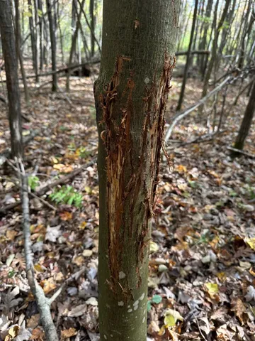 $177,500 | 17.75-acres County Rd G, Oxford, WI 53952