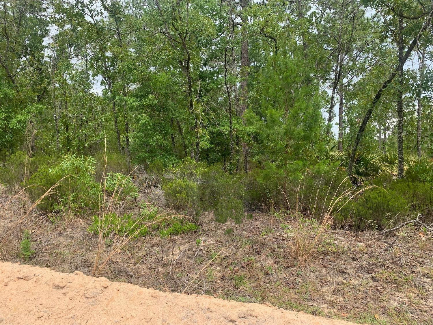 0 Miami Street Interlachen, FL 32148 - Photo 1 of 2 Photo 1