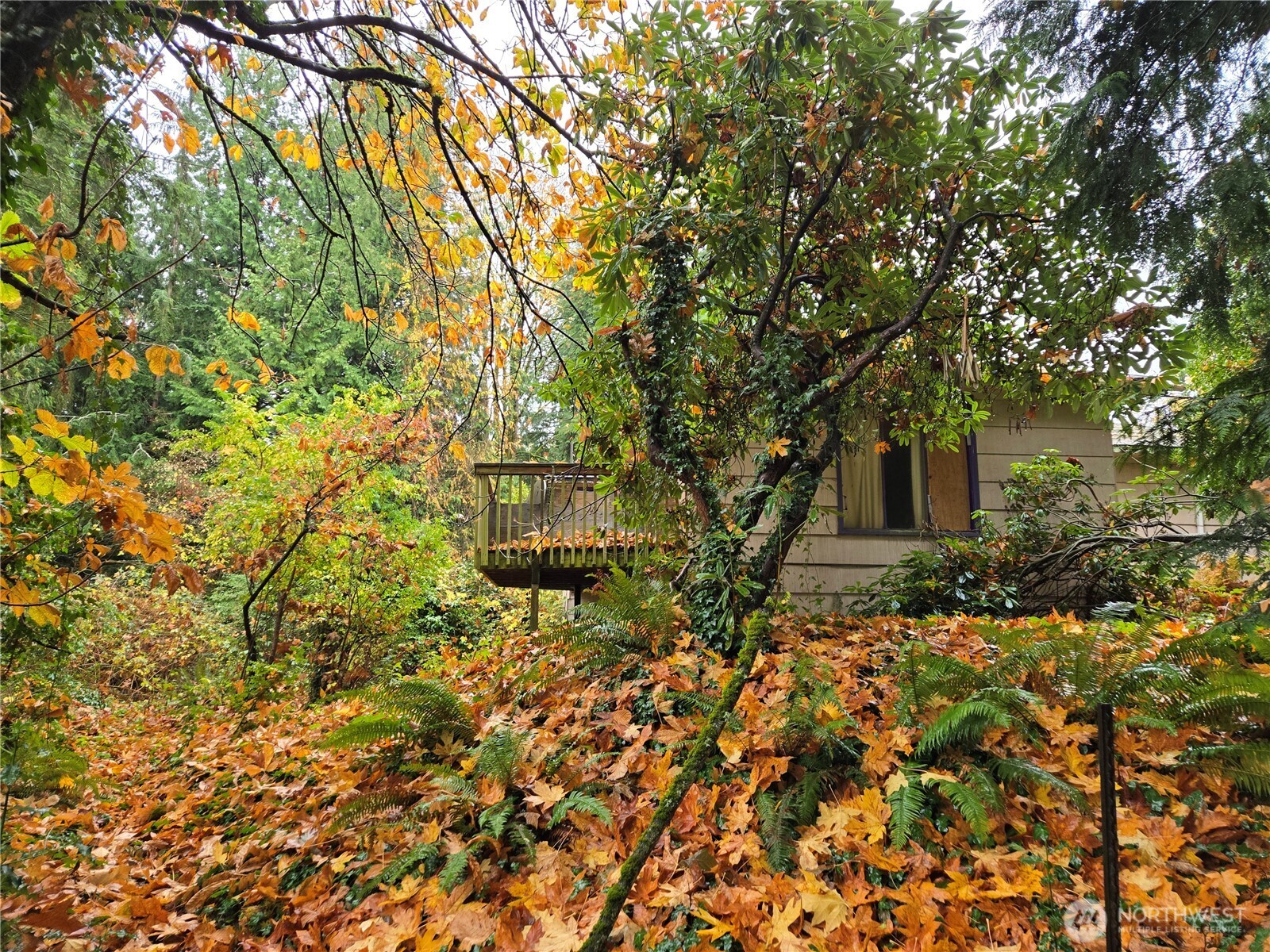 10415 Slater Avenue Northeast Kirkland, WA 98033 - Photo 15 of 38 a backyard of a house with lots of plants and large trees