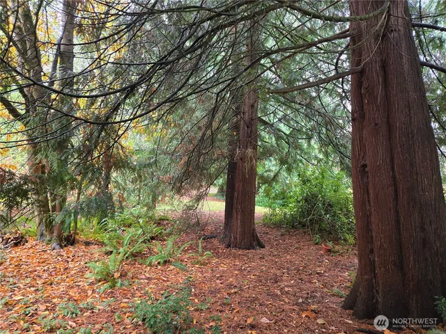 a view of a forest with trees in the background