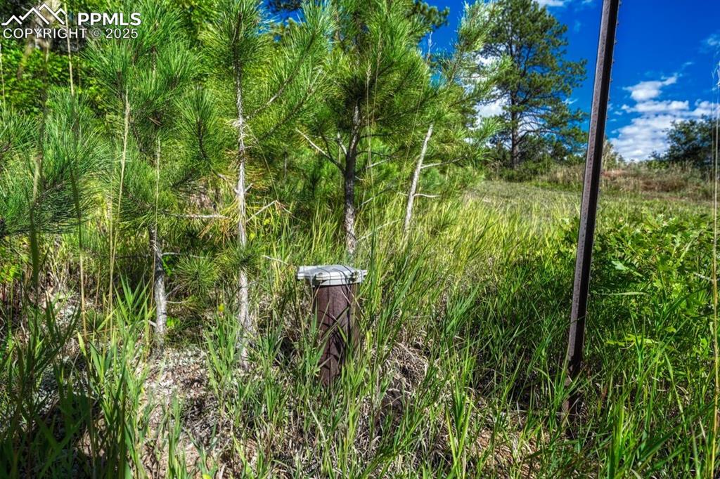 0 Columbine Road Palmer Lake, CO 80133 - Photo 13 of 37 a view of a yard