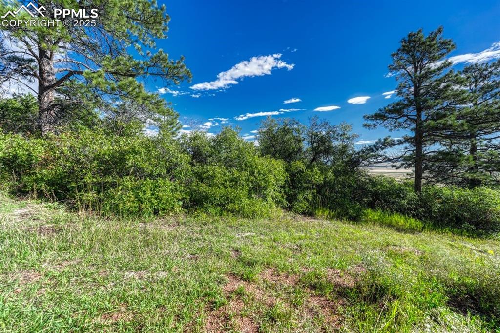 0 Columbine Road Palmer Lake, CO 80133 - Photo 14 of 37 a view of a green field