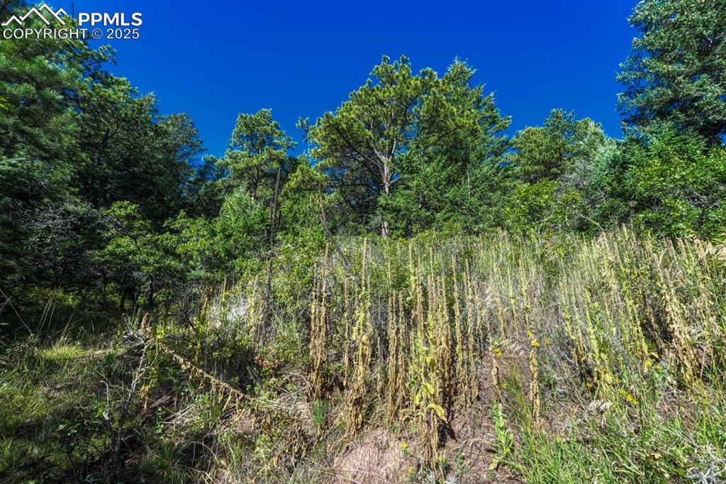 0 Columbine Road Palmer Lake, CO 80133 - Photo 16 of 37 a view of a garden