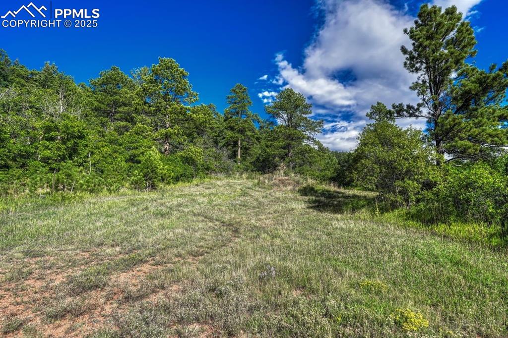 0 Columbine Road Palmer Lake, CO 80133 - Photo 21 of 37 a view of a garden