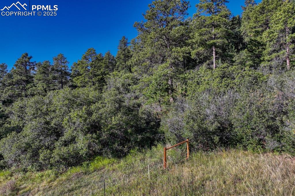 0 Columbine Road Palmer Lake, CO 80133 - Photo 26 of 37 a view of a large yard with large trees