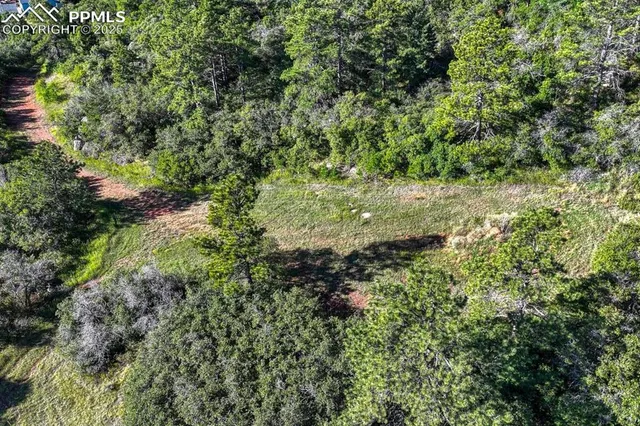 a view of a forest with a tree
