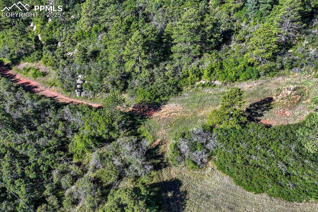 0 Columbine Road Palmer Lake, CO 80133 - Photo 30 of 37 a view of a forest with a tree