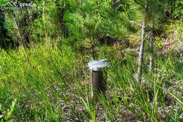 a view of a plant in a garden