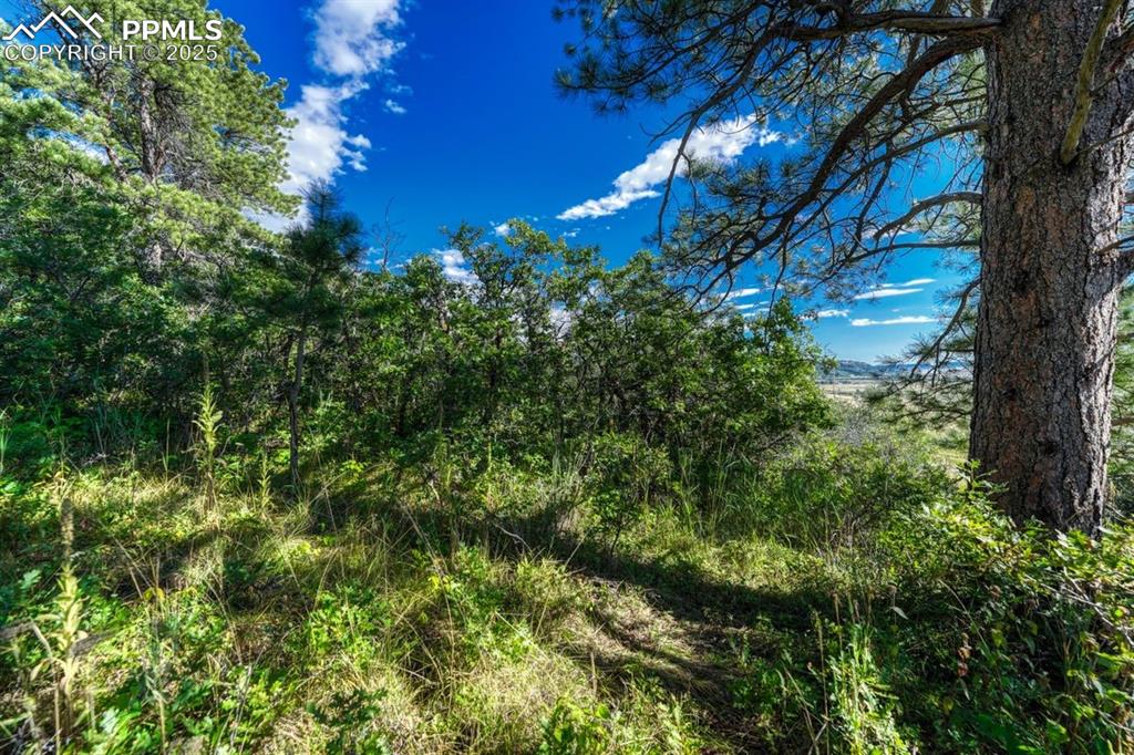 0 Columbine Road Palmer Lake, CO 80133 - Photo 6 of 37 a view of a tree