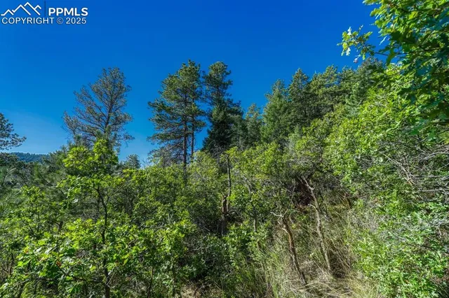 a view of a flower in a garden