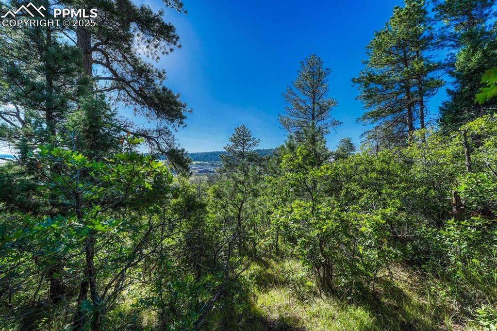 0 Columbine Road Palmer Lake, CO 80133 - Photo 8 of 37 a view of a tree in a yard