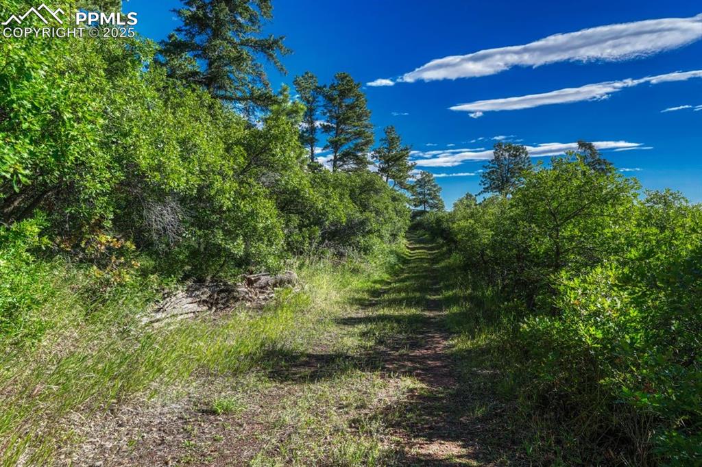 0 Columbine Road Palmer Lake, CO 80133 - Photo 9 of 37 a view of a big yard